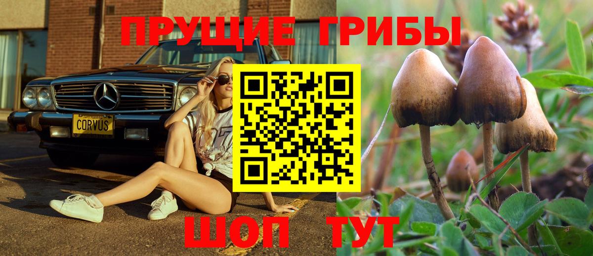 Галлюциногенные грибы Cubensis  Псилоцибиновые грибы Cubensis  Вход с VPN  Зеленогорск 