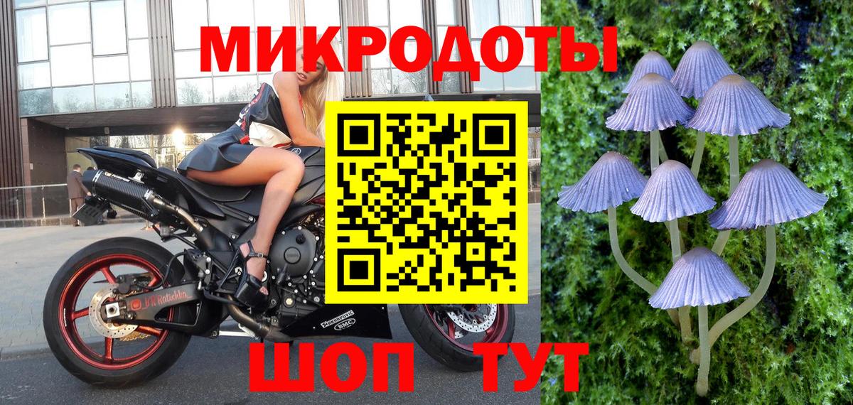 Псилоцибиновые грибы Psilocybe Зеленогорск